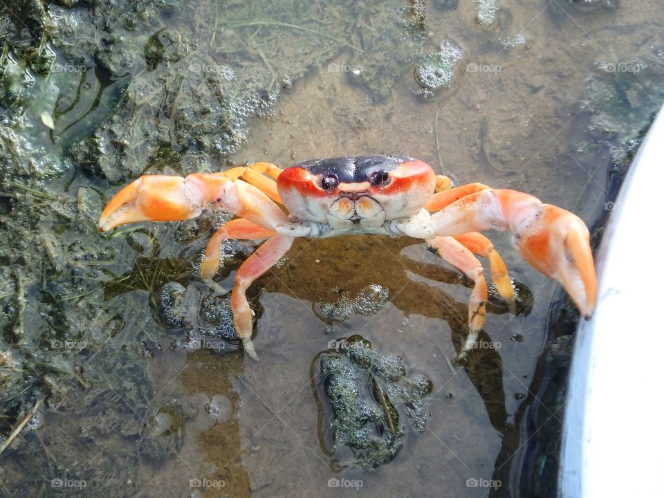Crab in small pool of water 