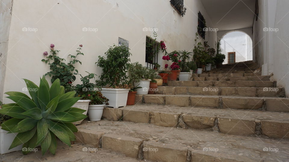 Flowers#plants#pots#nature#stairs#windows