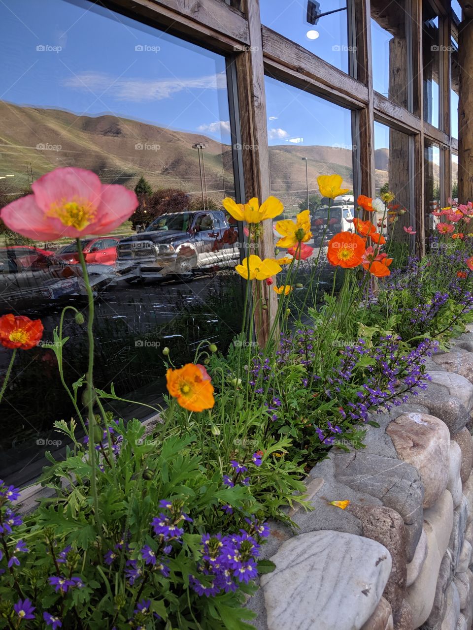 Flowers in Hailey, Idaho