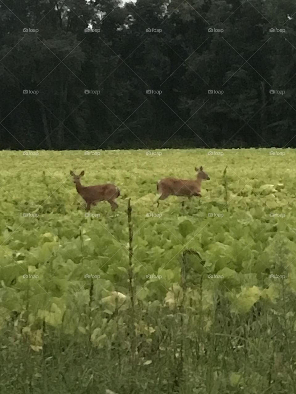 Deer in squash field