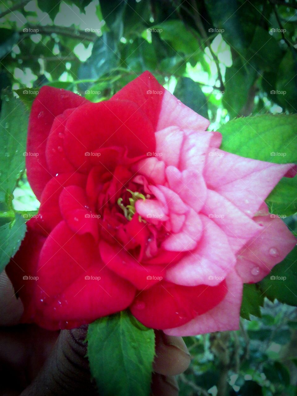 This is a indian Rose (this is riyal pic  No edits)