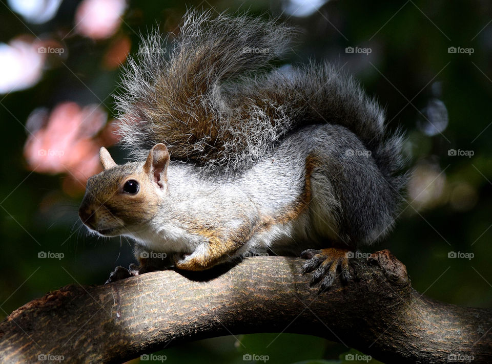 Squirrel 