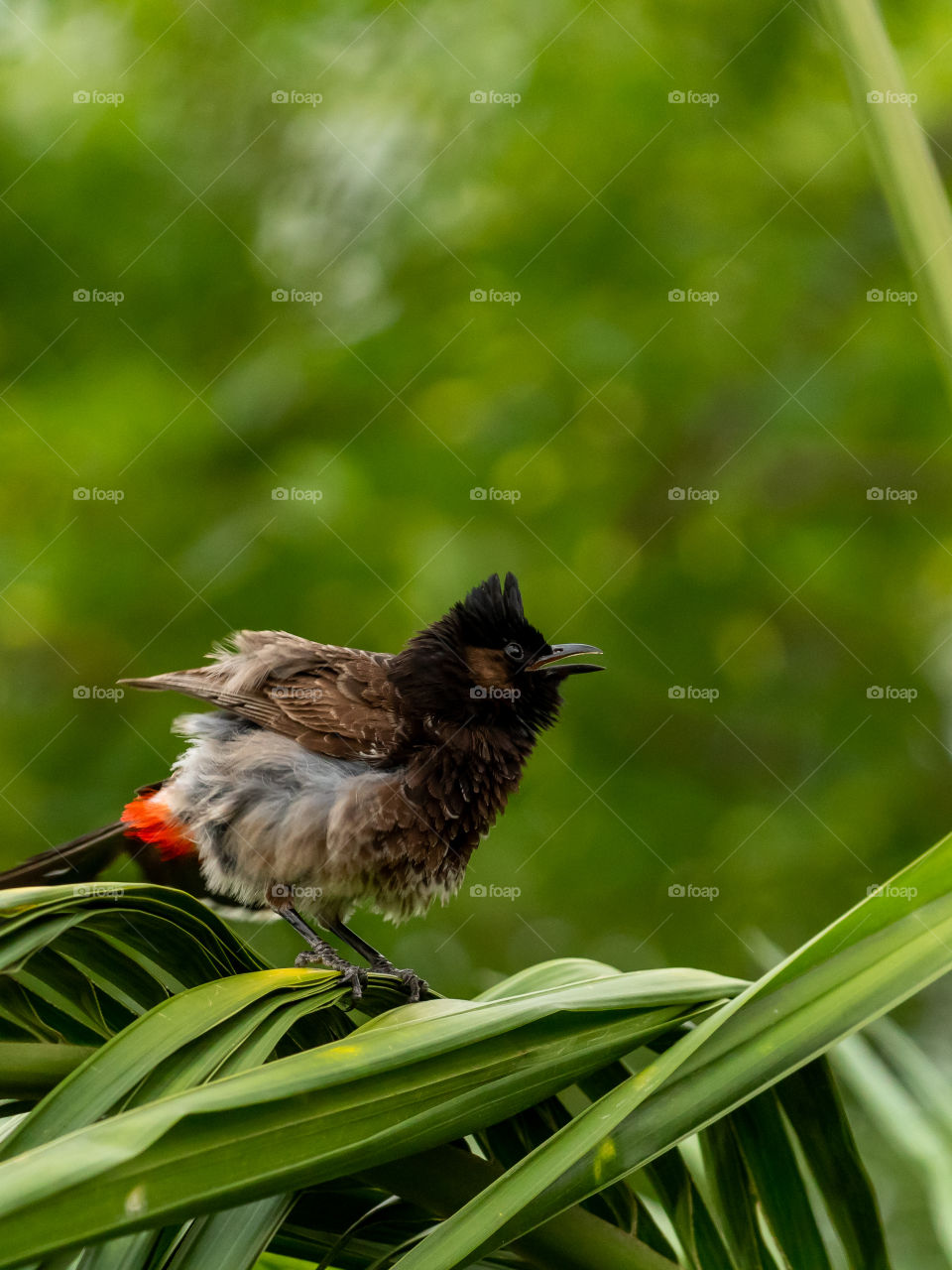 Red-vented Bulbul