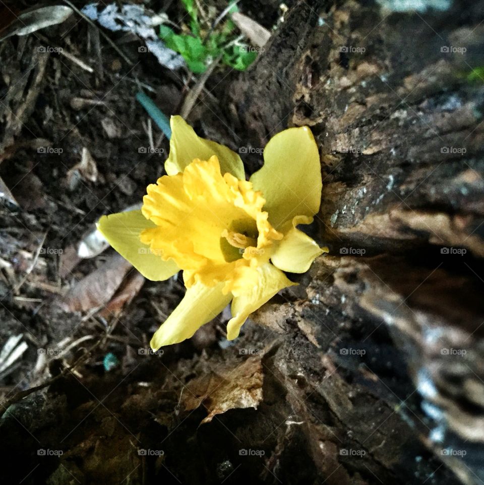 Nature, Leaf, No Person, Flora, Flower