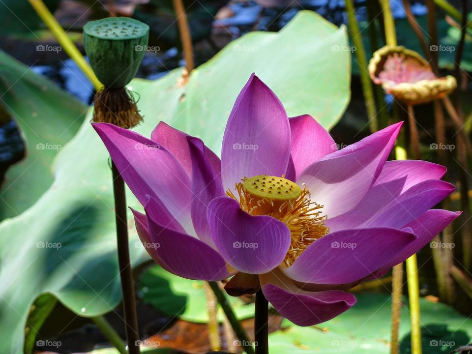 Exploring Bali / Lotus flower 