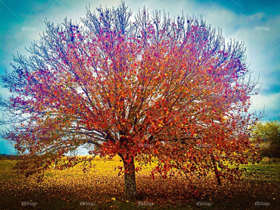 Autumn Tree