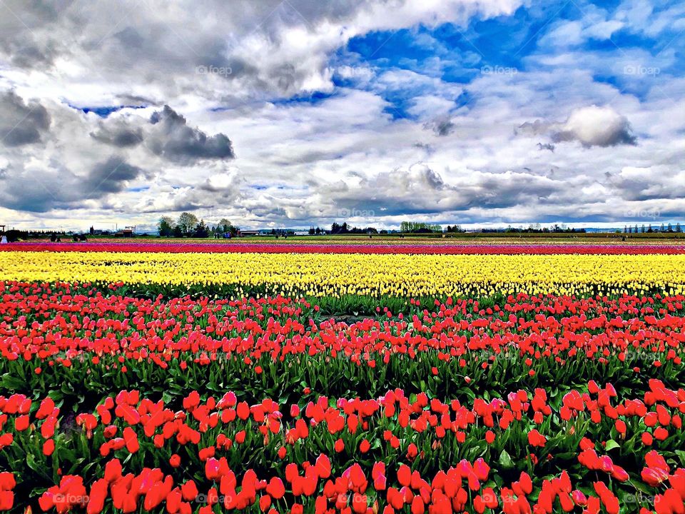 Foap Mission Flora And Fauna! Tulip Fields Of Skagit Valley Washington State! 