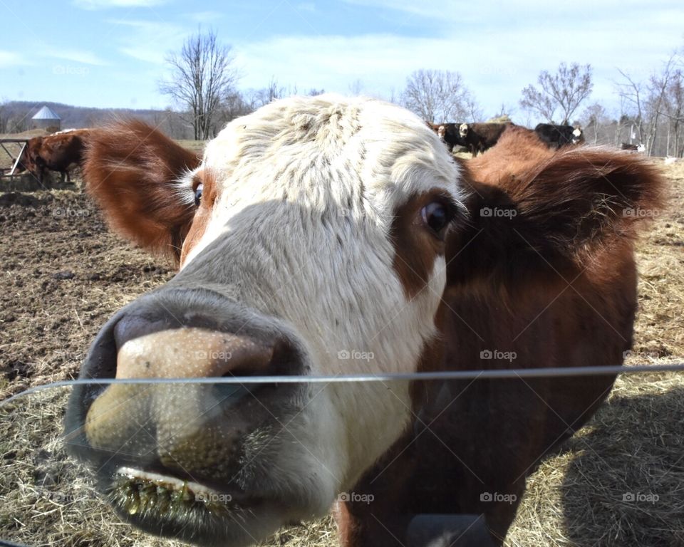 Up close and personal... Curious Cow putting its nose up to the window 