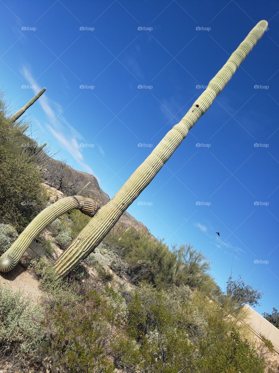 odd cactus