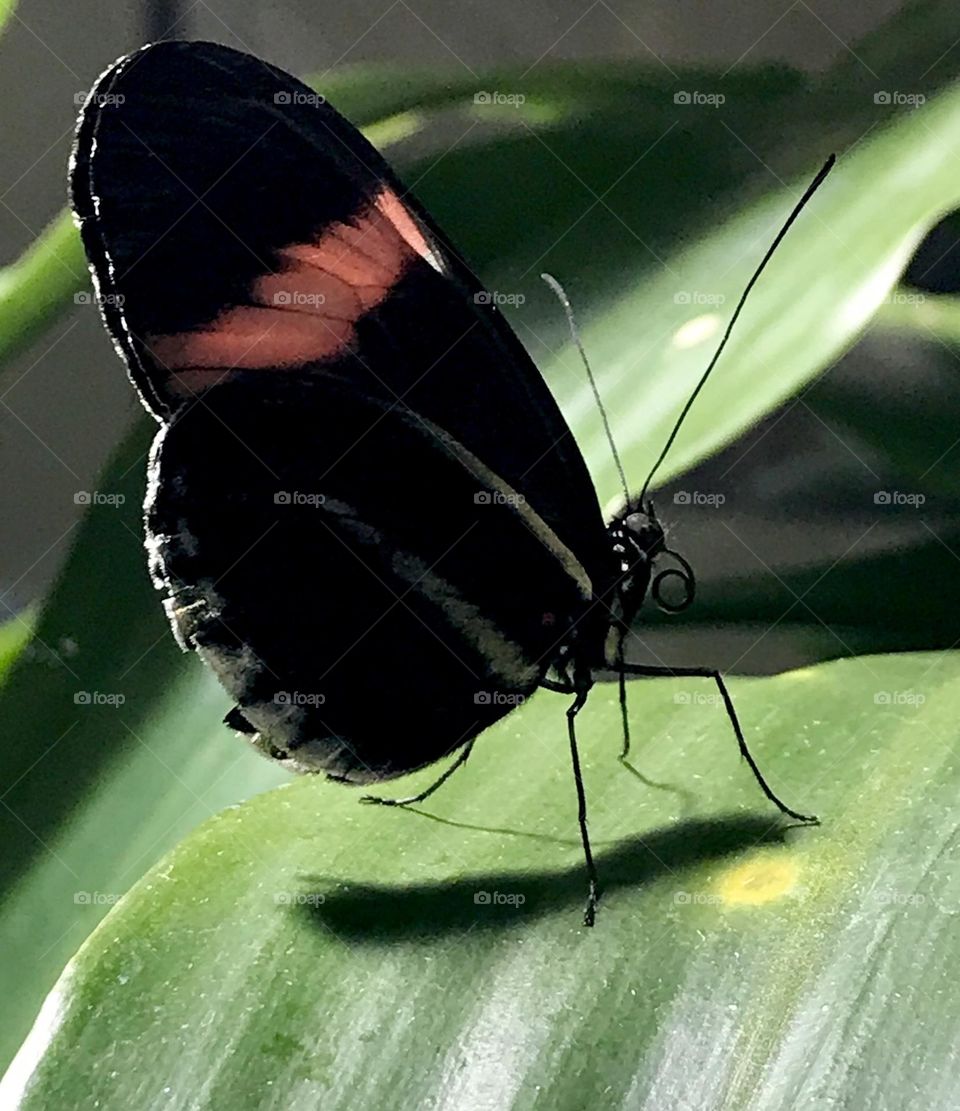 Birds and Bees in Motion 