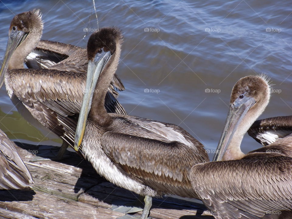 Pelicans 
