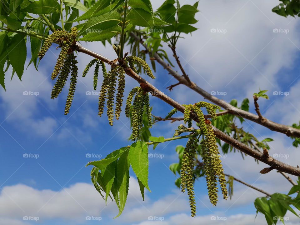 Flowering Pecan Tree