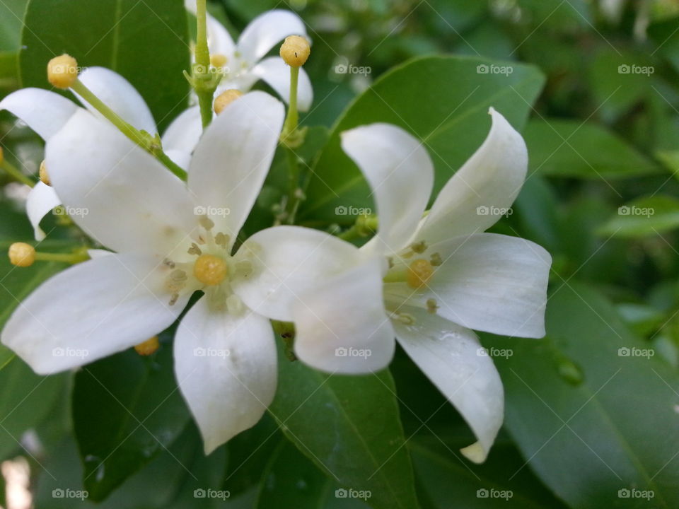 white flower. in my gatden