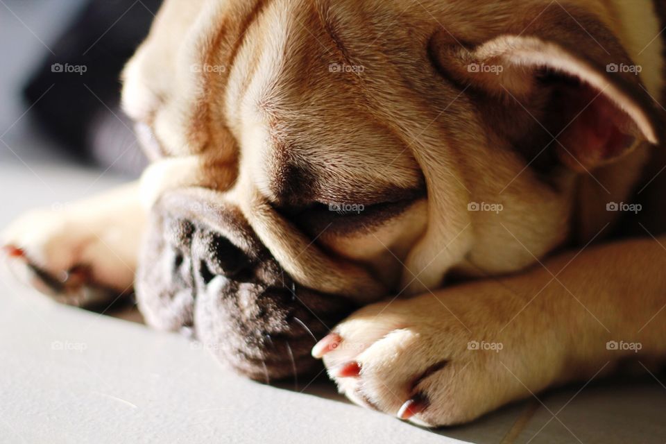 French bulldog asleep