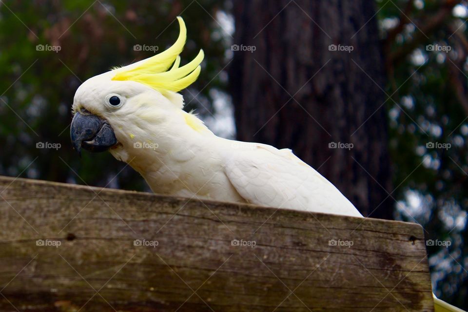 Cockatoo eating sunflower seeds