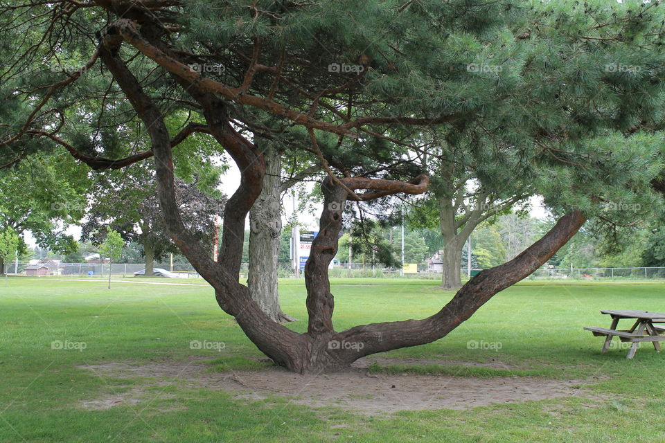 Twisted Old Pine Tree with three trunks