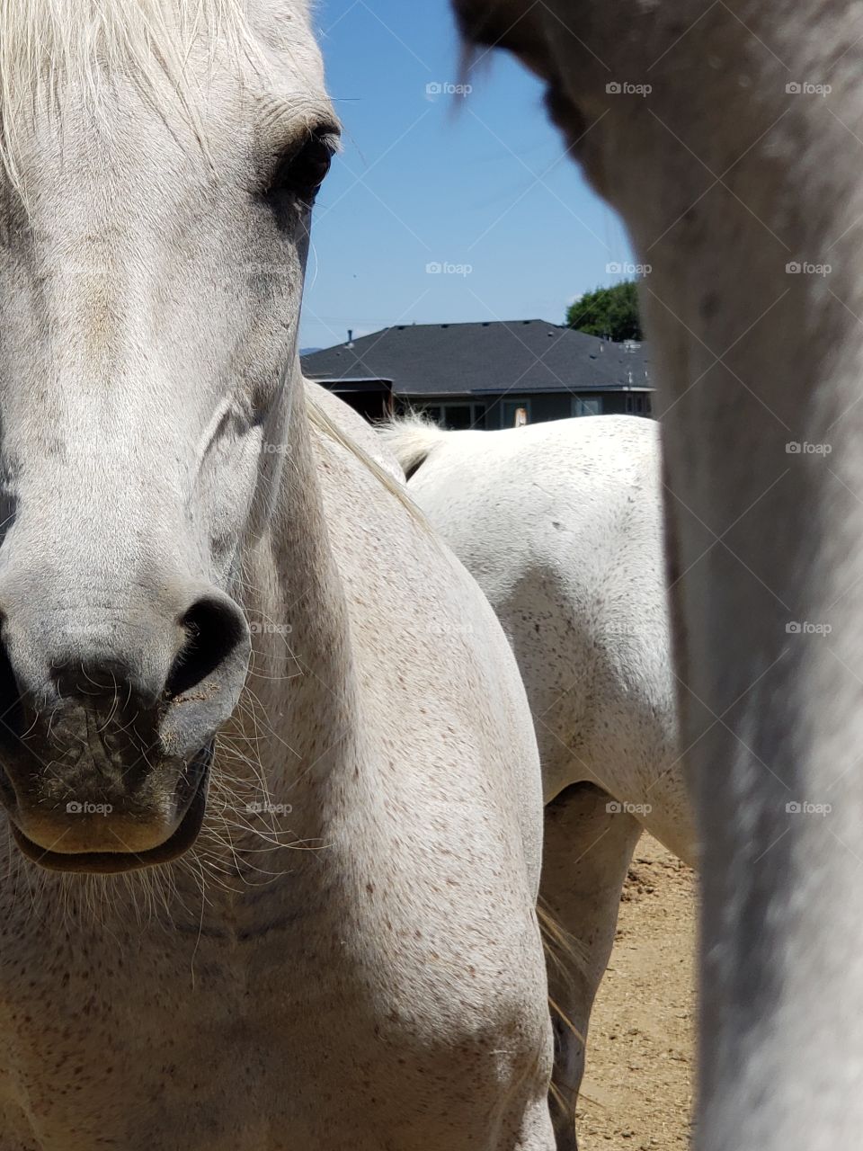white Arabian mares