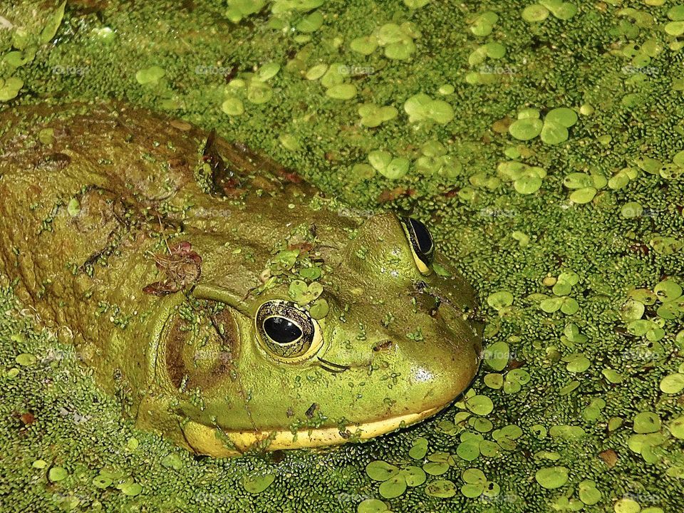 The American bullfrog often simply known as the bullfrog. It typically inhabits large permanent water bodies such as swamps, ponds, and lakes. Green is a vibrant and eye-catching shade.
