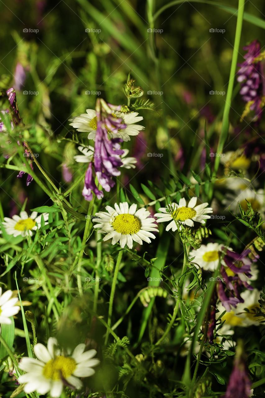 The arrival of spring is famous for the flowers that come out of the ground, giving color and life to the earth.