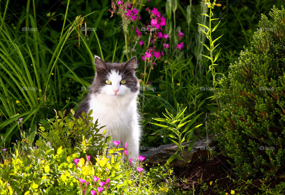 Portrait of sitting cat