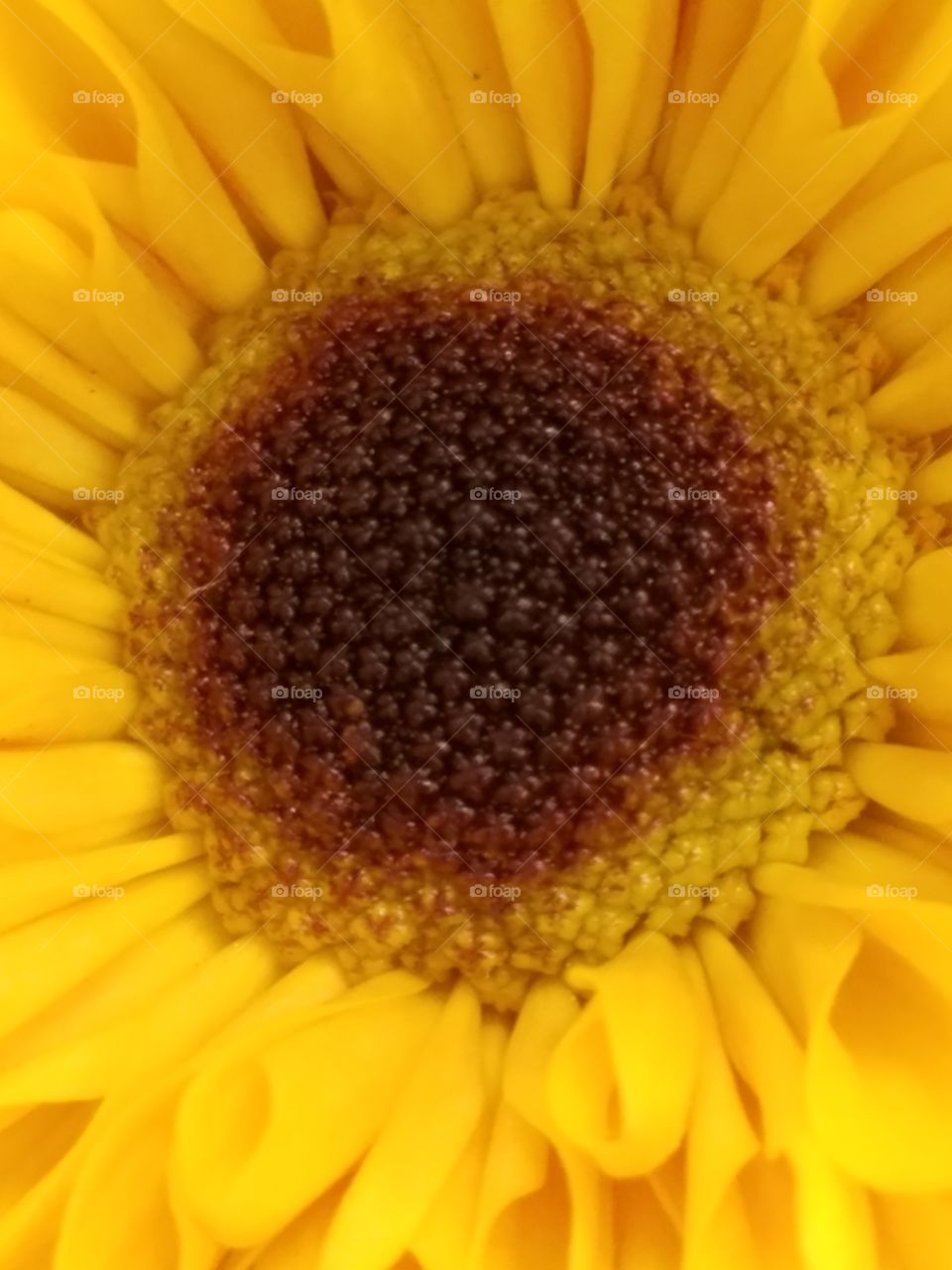 Macro closeup of yellow flower center