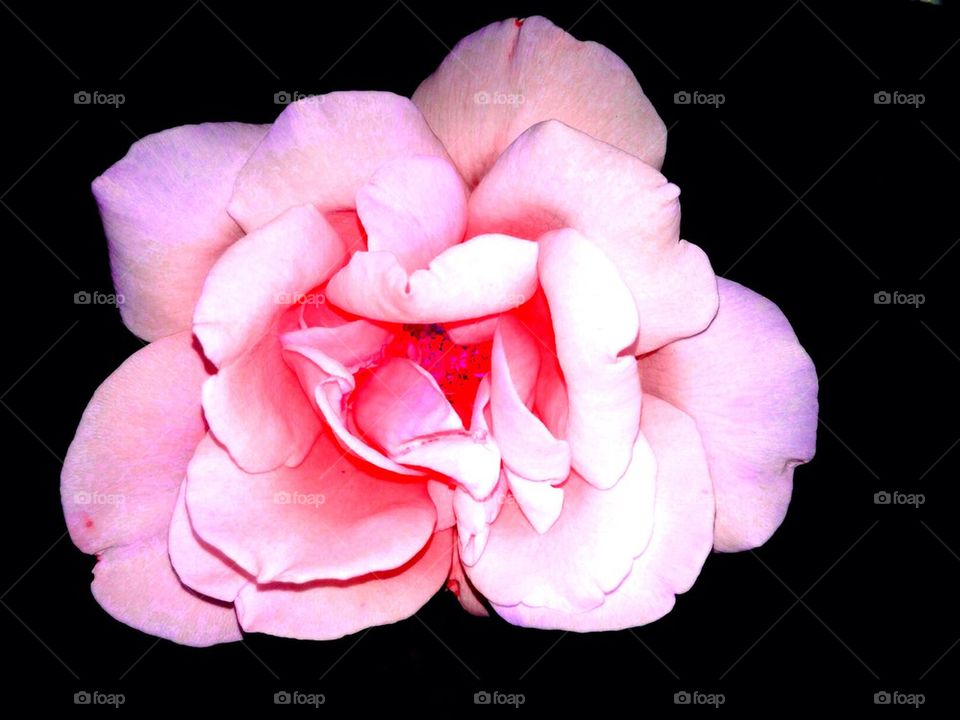 Pink rose blossom