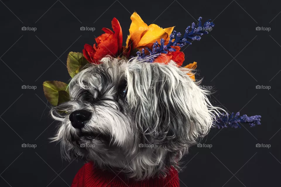 cute dog