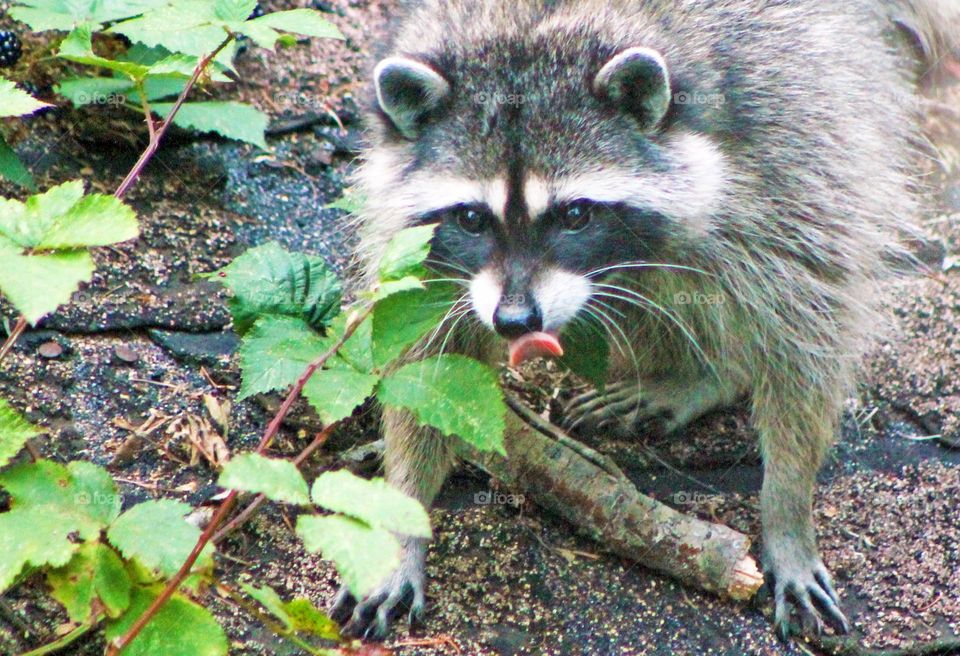 Closeup of a teenage raccoon indulging in the sweet taste of blackberries on our shed roof. His tongue is out, lapping the ripe fruit juice off his face. He is keeping a close eye on the distant photographer & the restrained dogs! ๐