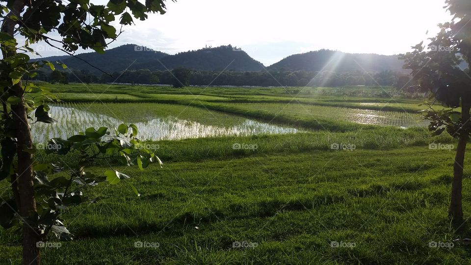 Field of Beautiful hehe