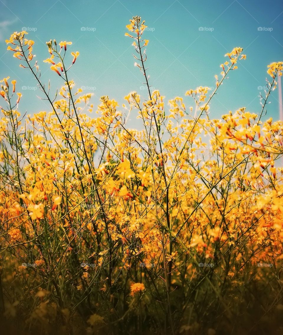 Yellow field