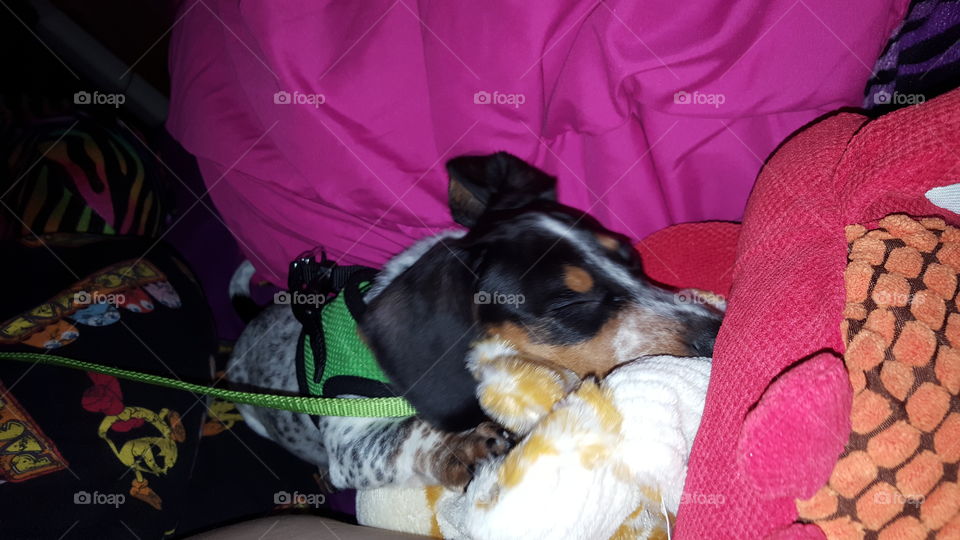 sleeping after a ruff day