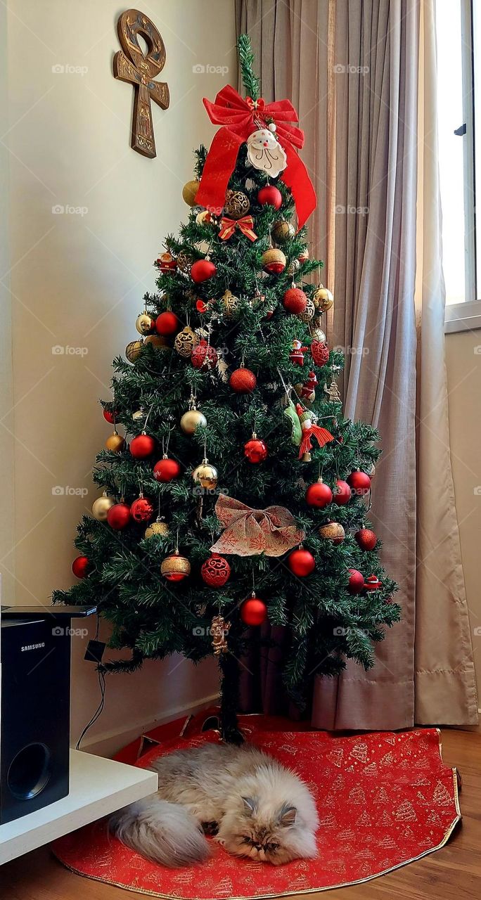 Sem presépio porque a gatinha tomou o espaço para dormir. Espertinha manda.