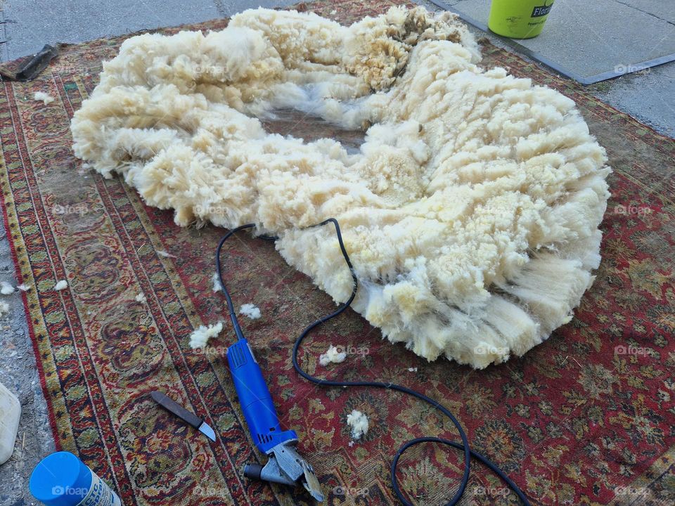 Wool off the sheep saver
