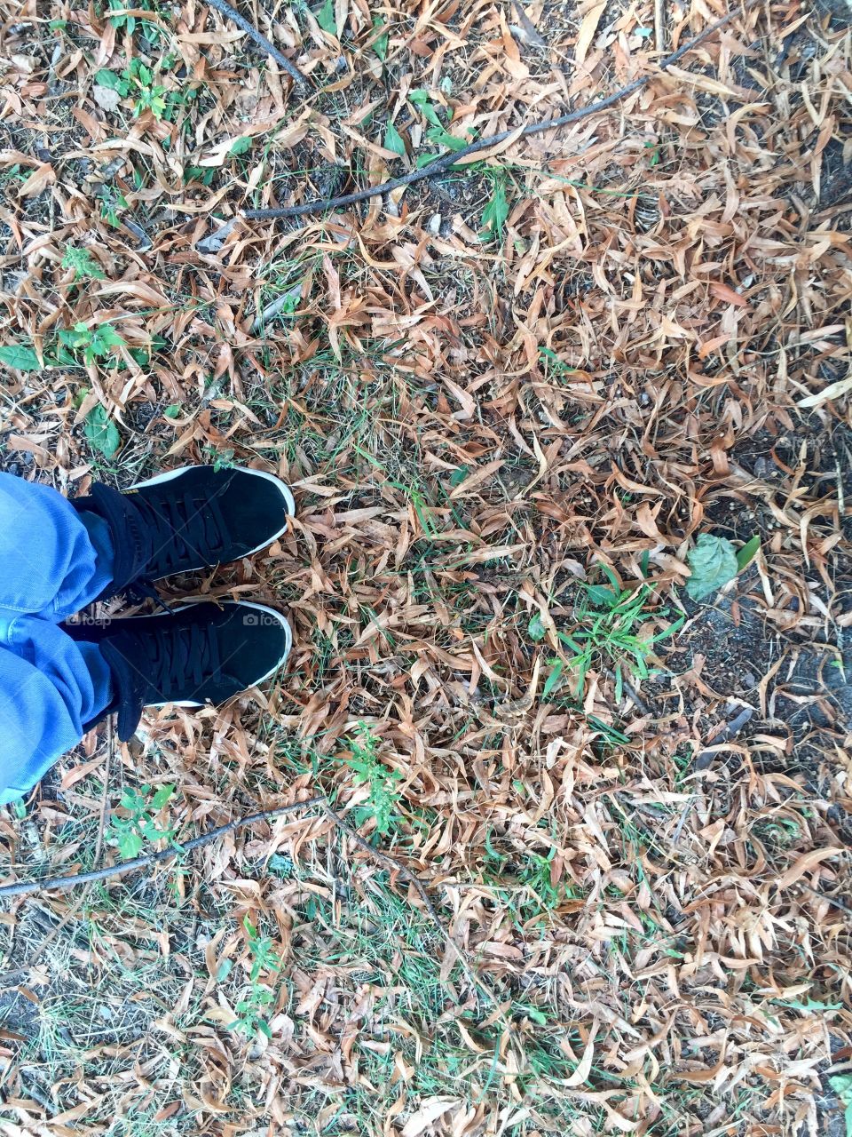 On the ground with yellow dry leaves and green new plants