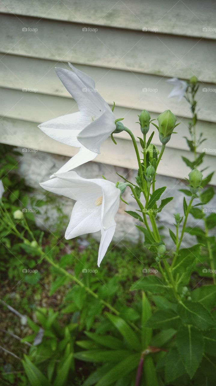 Delicate white flowers 2