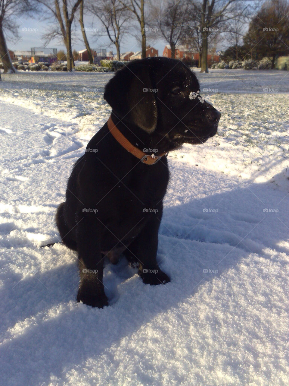 Black Labrador having fun in experiencing its first snow.