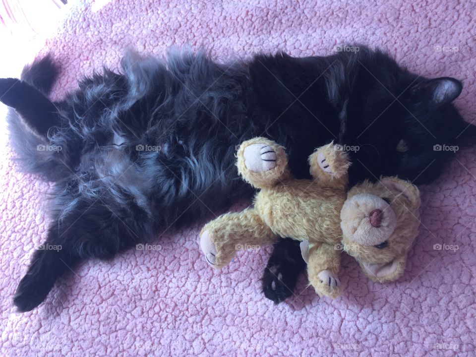 Adorable cat belly and teddy bear