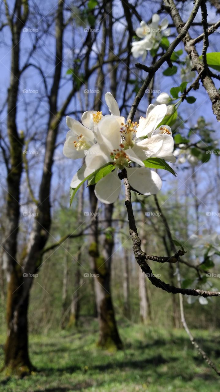 wild pear blossom in the forest