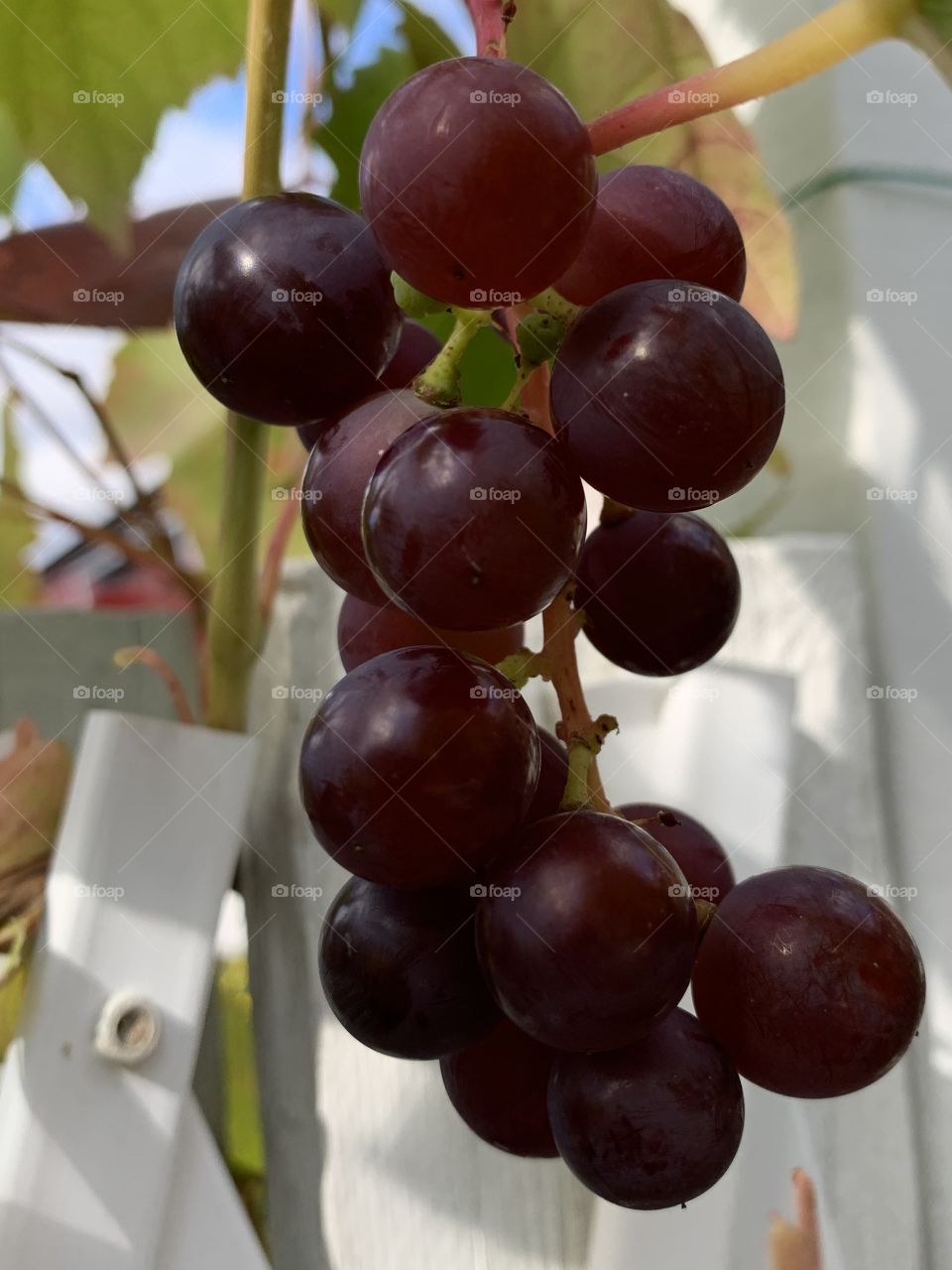 Ripe red grapes