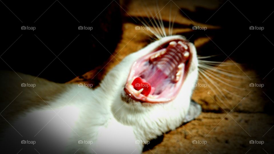 Gato abrindo a boca, bocejando.
