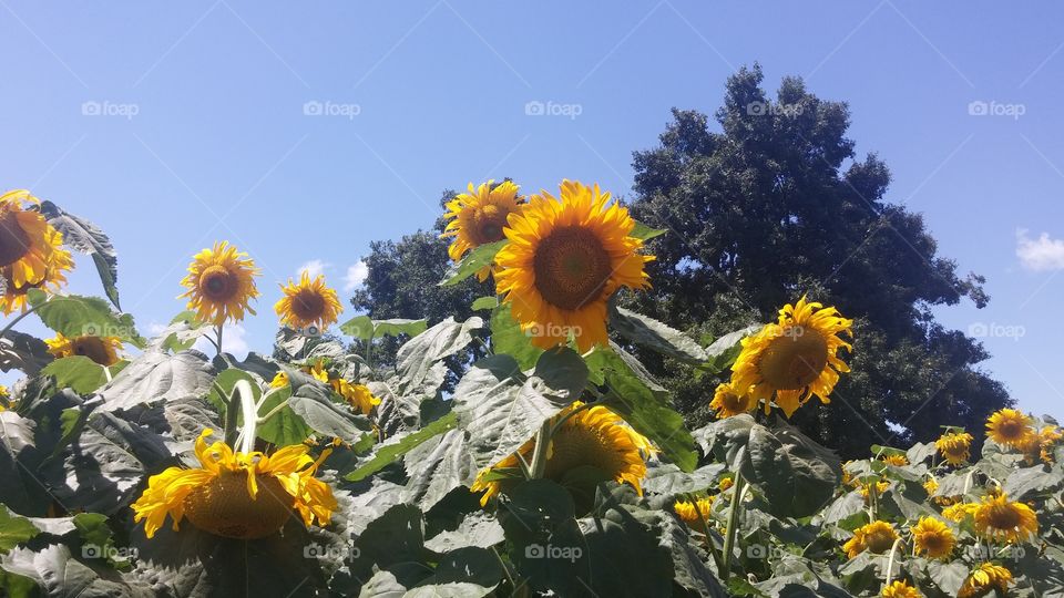 sunflowers. farms