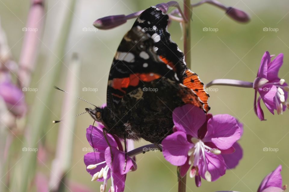 Butterfly on flowers