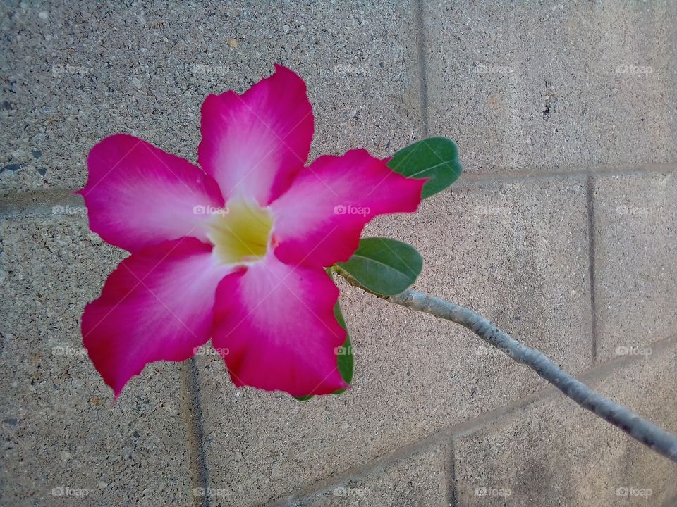 frangipani | pinky