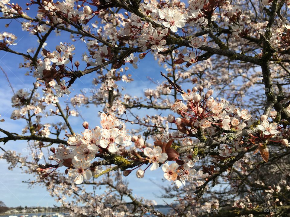 Cherry blossom blooming in spring