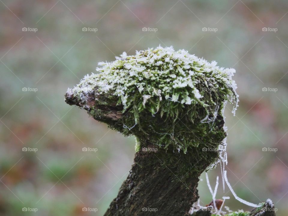 Wood gives life - Weathered wooden pole