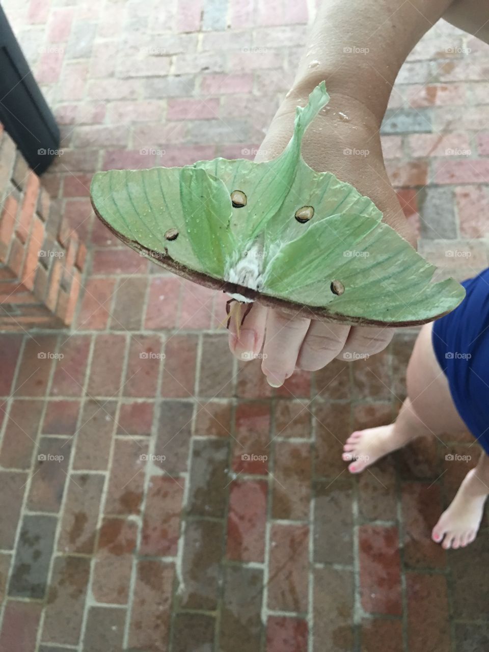 A rare sighting of a Luna Moth