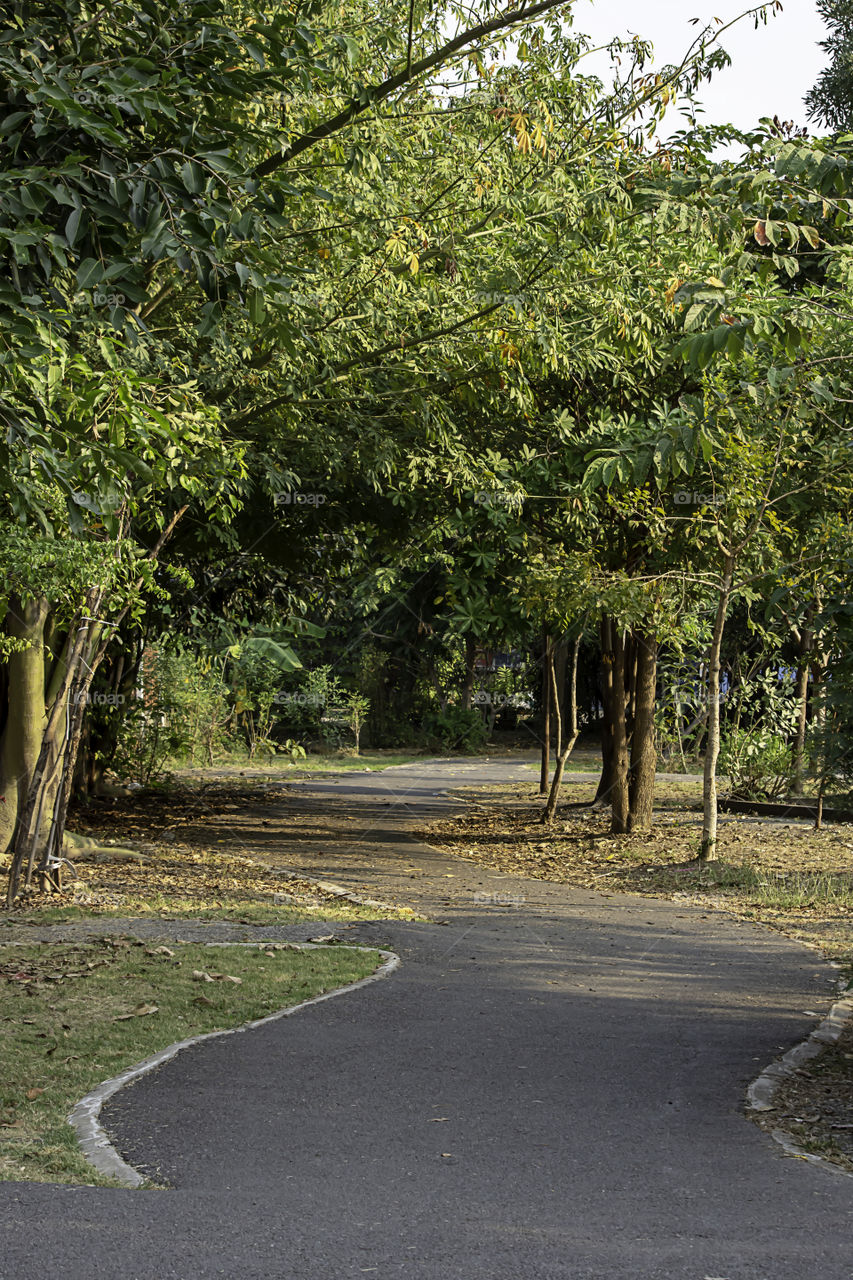 The road for running in the park with lots of trees