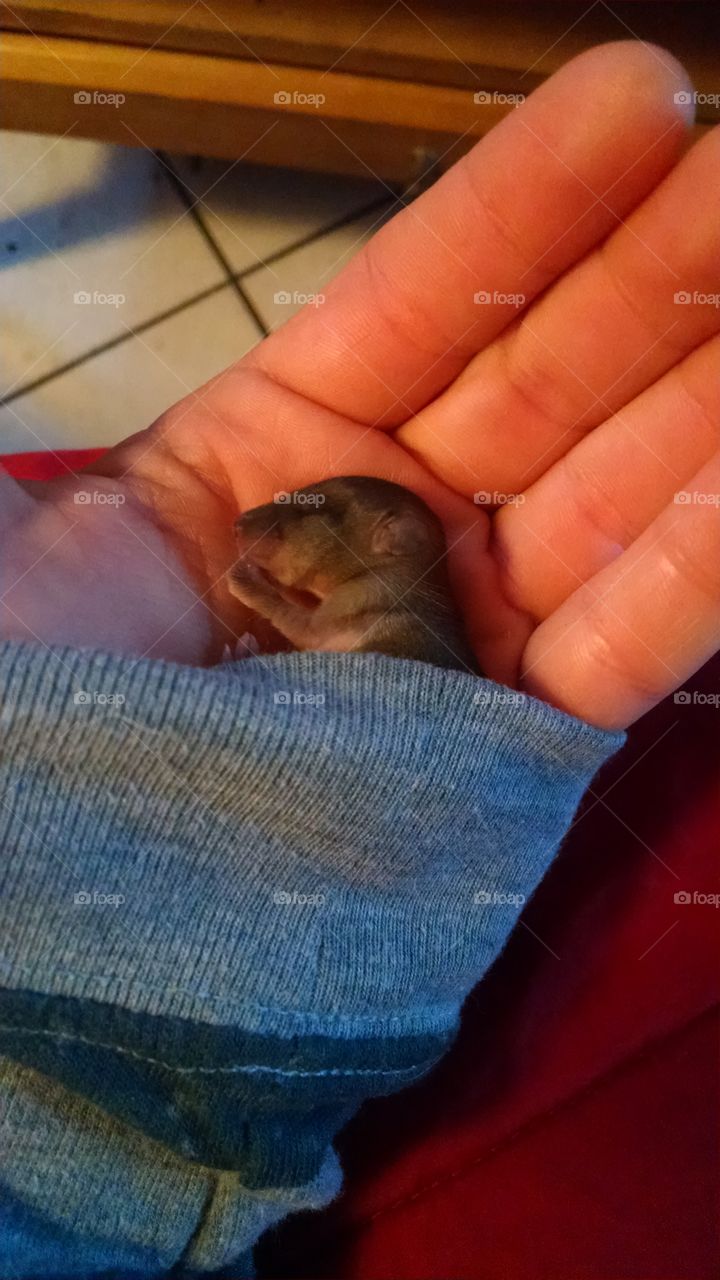 Snug Baby Rodent