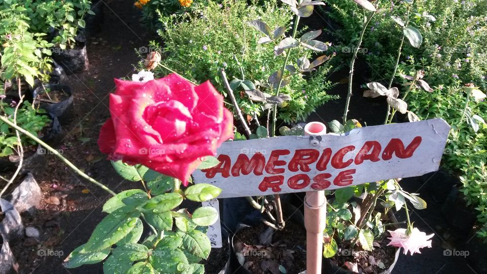 american rose on the house
free picking!
amazing rose amazing natures creation

flower power