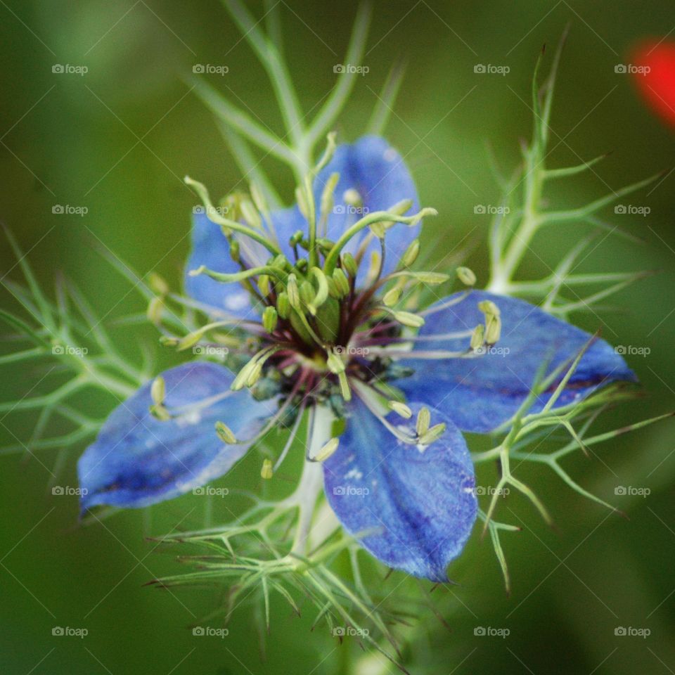 love in a mist